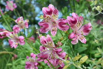 Obraz premium Purple Leopard Flowers
