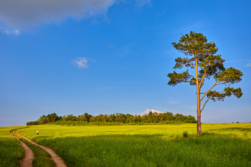 Fototapeta na wymiar An ideal rural landscape. Lonely pine on a flowering meadow against a blue sky