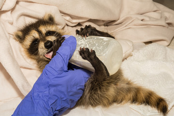 Feeding a Baby Raccoon © ondreicka