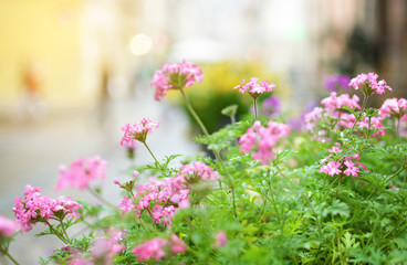 A table with flowers of a street cafe, a soft focus. Free space.