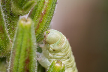 Naklejka premium green Caterpillar eating on a plant called Oenothera biennis close up