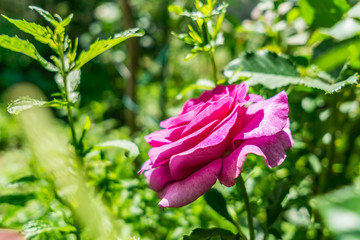 A beautiful rose bloomed in the garden, a bokeh background. Gentle color of spring, the magic of nature. Shallow depth of focus.