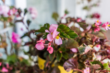Close-up of blooming begonias. Perennial plant with tender pink colors. Shallow depth of focus. Concept Gardening