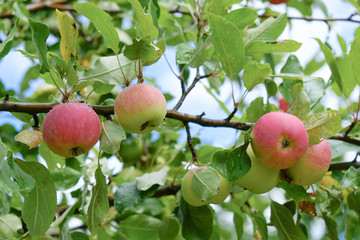 ripe red apples hang on a tree