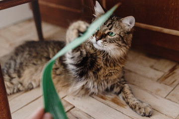 cat playing with green plant with funny emotions and green eyes look in home, cute moment, domestic pet