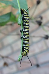 Monarch caterpillar hanging upside down eating a plant stem