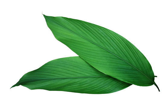 Fototapeta Zieleń liście kurkuma imbirowa lecznicza ziołowa roślina odizolowywająca na białym tle (kurkumy longa), ścinek ścieżka zawierać.