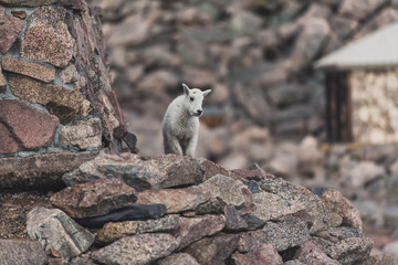Mountain Goat Mount Evans