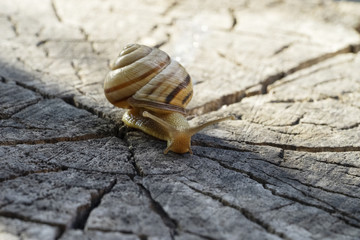 Snail crawling on an old tree stump, selective  focus.