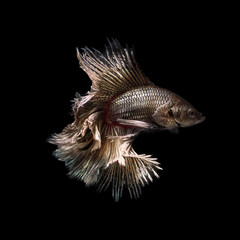 Obraz premium Siamese fighting fish show the beautiful fins tail.