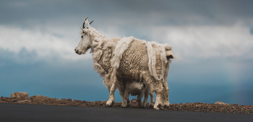 Mountain Goat Mount Evans