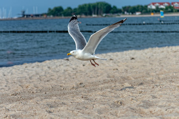 Seagull flies along the Baltic Sea