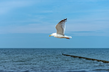 Fototapeta na wymiar Seagull flies along the Baltic Sea