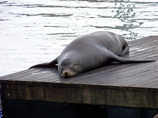 Fototapeta premium Seal Napping on Dock