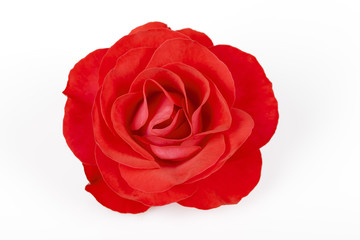 A red rose isolated on white