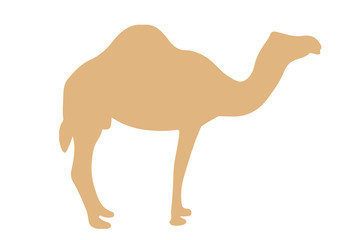 The silhouette of the camel