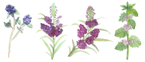 watercolor set of wild flowers for herbal tea, mint, thyme, Melissa. Gentle and healthy herbs for health and beauty.