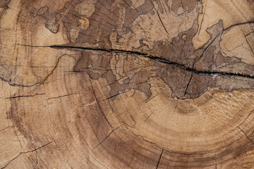Holzmaserung am Baumquerschnitt - Hintergrund