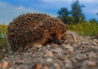 Hedgehog 