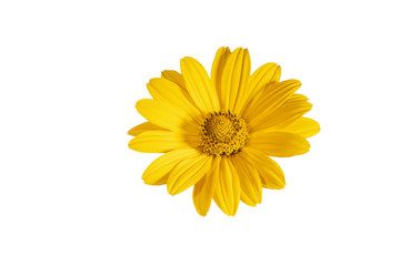Yellow flower of  heliopsis  isolated on white background