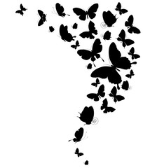 black butterfly, isolated on a white