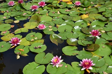 Acrylic prints Waterlillies Pink Water Lilies in Lagoon
