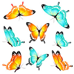 beautiful color butterflies,set, isolated  on a white
