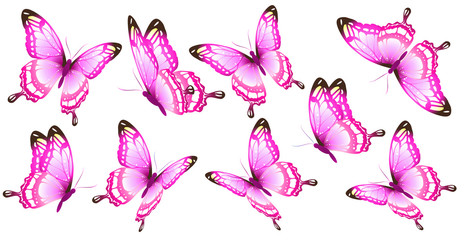 beautiful pink butterflies, isolated  on a white