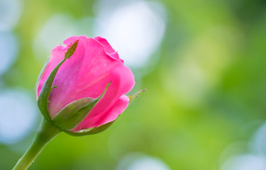 Gentle pink bud in a summer sunny garden. Festive card
