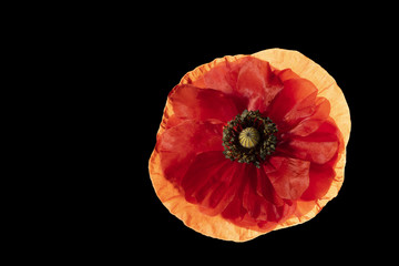 Red poppy flower on  a black background