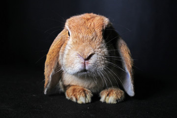 Orange lop rabbit dwarf mini bunny on black background. Cute baby lops.