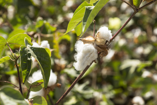 Ripening time of white cotton