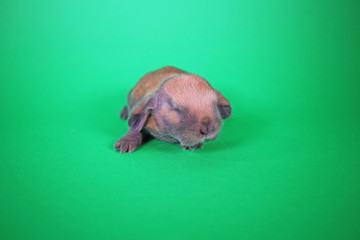 New born baby bunny rabbit kit mini lop