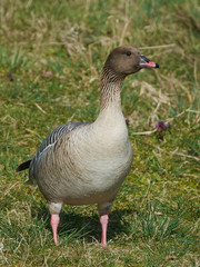 Pink-footed goose (Anser brachyrhynchus)