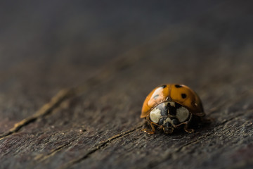 Ladybug