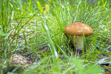 huge butter mushrooms in the forest on a clearing in the grass