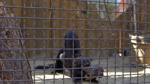 The mating couple of tayras (Eira barbara).