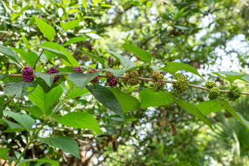 American beautyberry (Callicarpa americana) transition of unripe green to ripe purple berries - Davie, Florida, USA