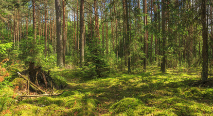 Fototapeta na wymiar Panoramic view of summer green forest. Landscape of amazing woodland. Moss, pines and trees in the forest on a clear sunny day.