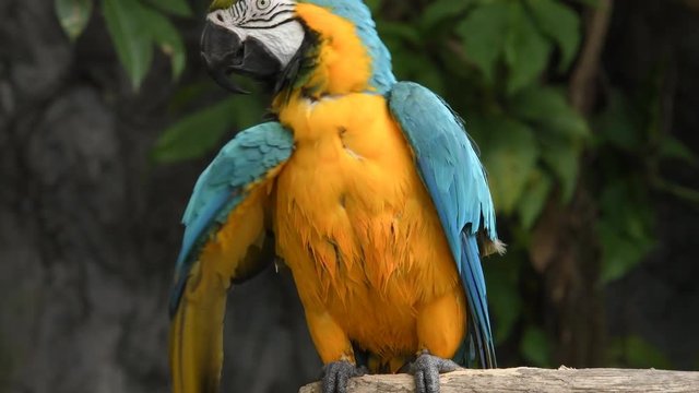 Birds lacking freedom to live in the wild, Macore Bird Hold on Branch.