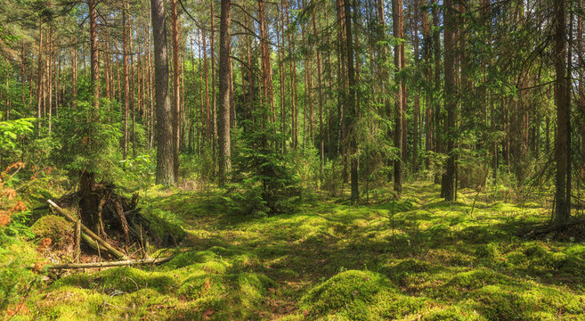Fototapeta Panoramic view of summer green forest. Landscape of amazing woodland. Moss, pines and trees in the forest on a clear sunny day.