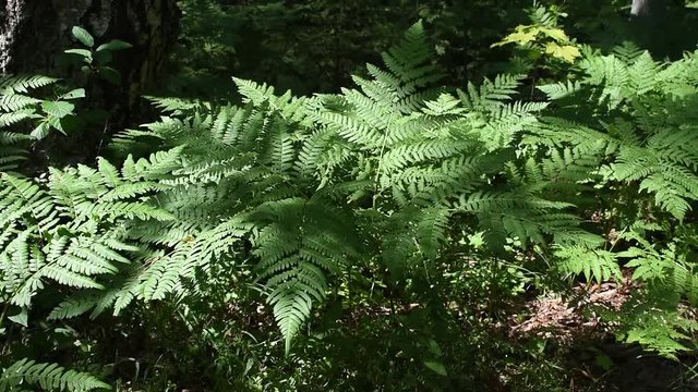 Green fern in the forest