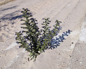 Gewöhnlicher Natternkopf (Echium vulgare)