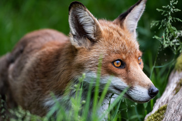 Fox Close Encounter