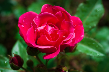 Red rose petals with rain drops closeup. Red Rose.