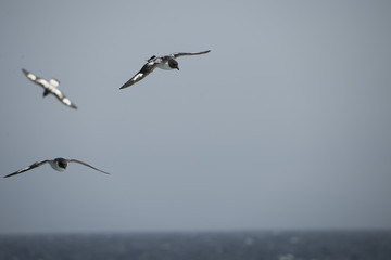 Antarctica birds flying against a clear blue sky