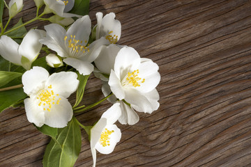 Branches of blossoming jasmine on an old wooden table