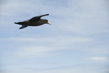 Antarctica birds flying against a clear blue sky