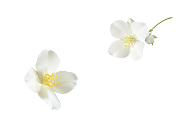 Naklejka na ściany i meble Jasmine flowers on a white background