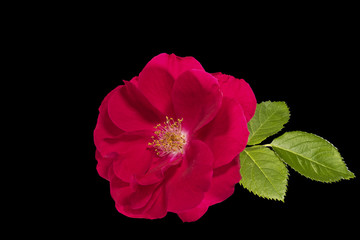 Red rose with green leaves on a black background